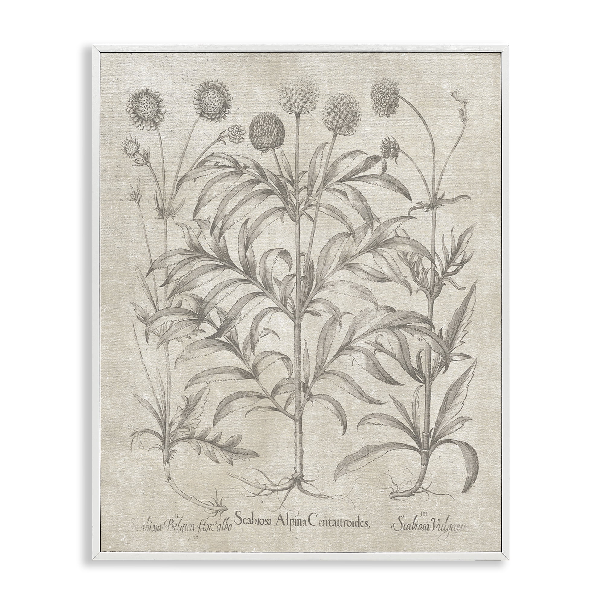 Stupell Industries Vintage Plant Life Botanical & Floral Painting White Framed Art Print Wall Art, 11 x 14