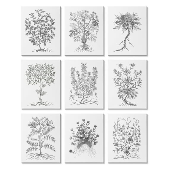 Stupell Industries Vintage Plant Study Black White Illustration Leaves Roots, 11 x 14, Design by World Art Group