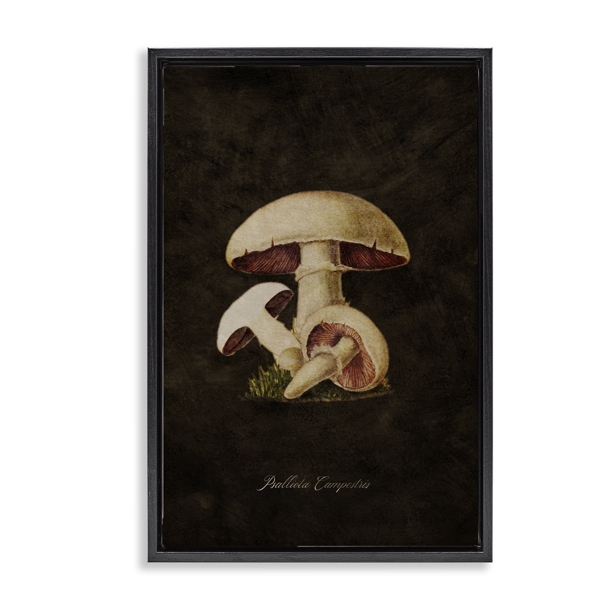 Stupell Industries Vintage Portobello Mushroom Plants & Flowers Painting Black Floater Framed Canvas Art Print Wall Art, 21 x 31