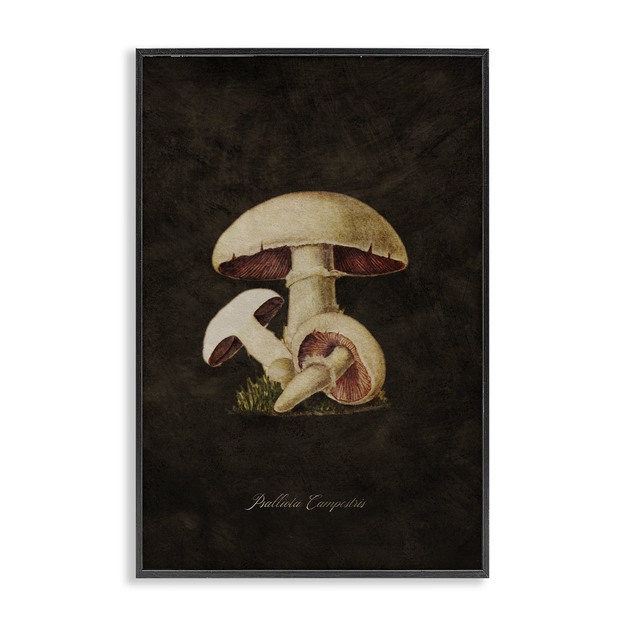 Stupell Industries Vintage Portobello Mushroom Plants & Flowers Painting Black Framed Art Print Wall Art, 16 x 24