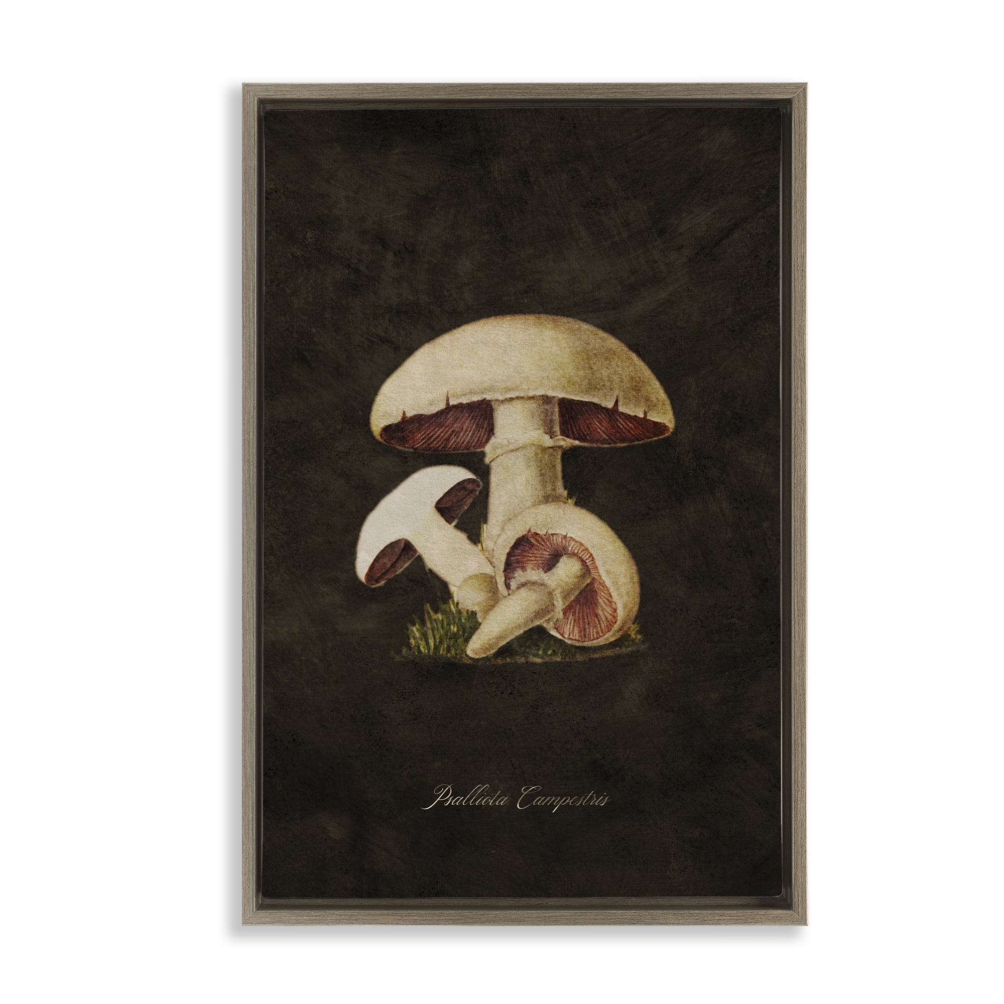 Stupell Industries Vintage Portobello Mushroom Plants & Flowers Painting Brown Floater Framed Canvas Art Print Wall Art, 21 x 31