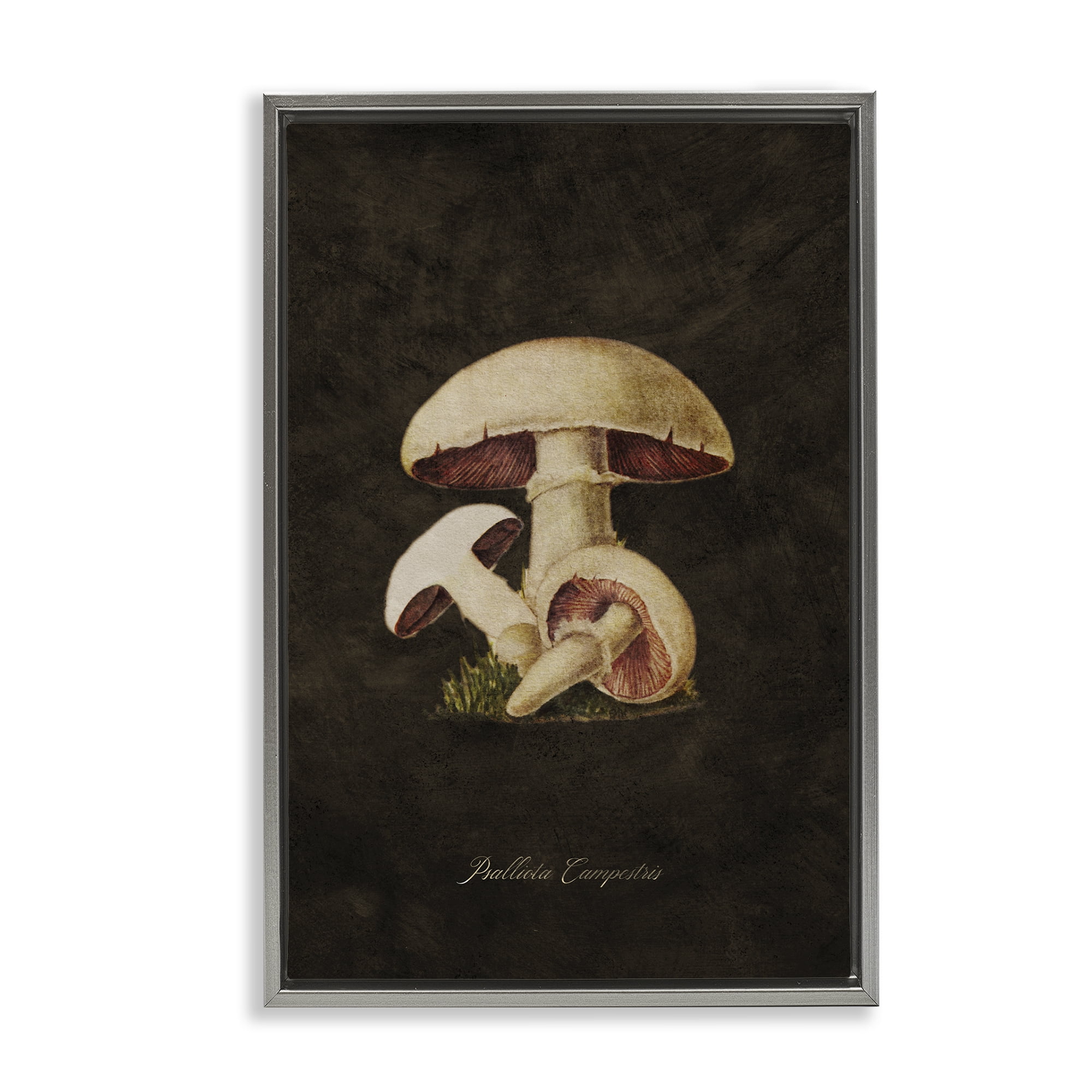 Stupell Industries Vintage Portobello Mushroom Plants & Flowers Painting Gray Floater Framed Canvas Art Print Wall Art, 17 x 25