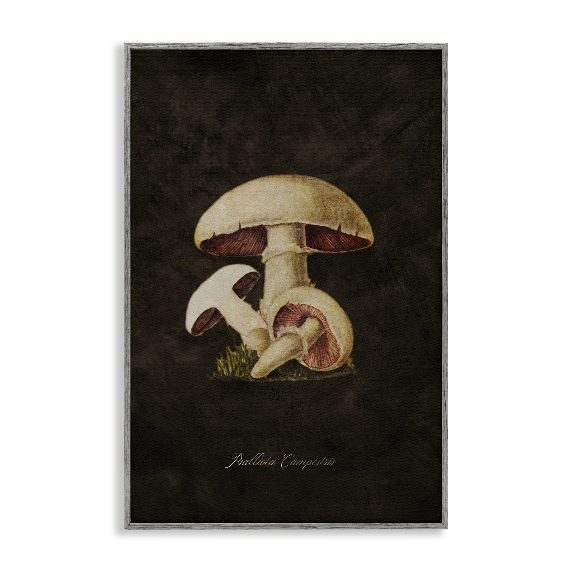 Stupell Industries Vintage Portobello Mushroom Plants & Flowers Painting Gray Framed Art Print Wall Art, 16 x 24