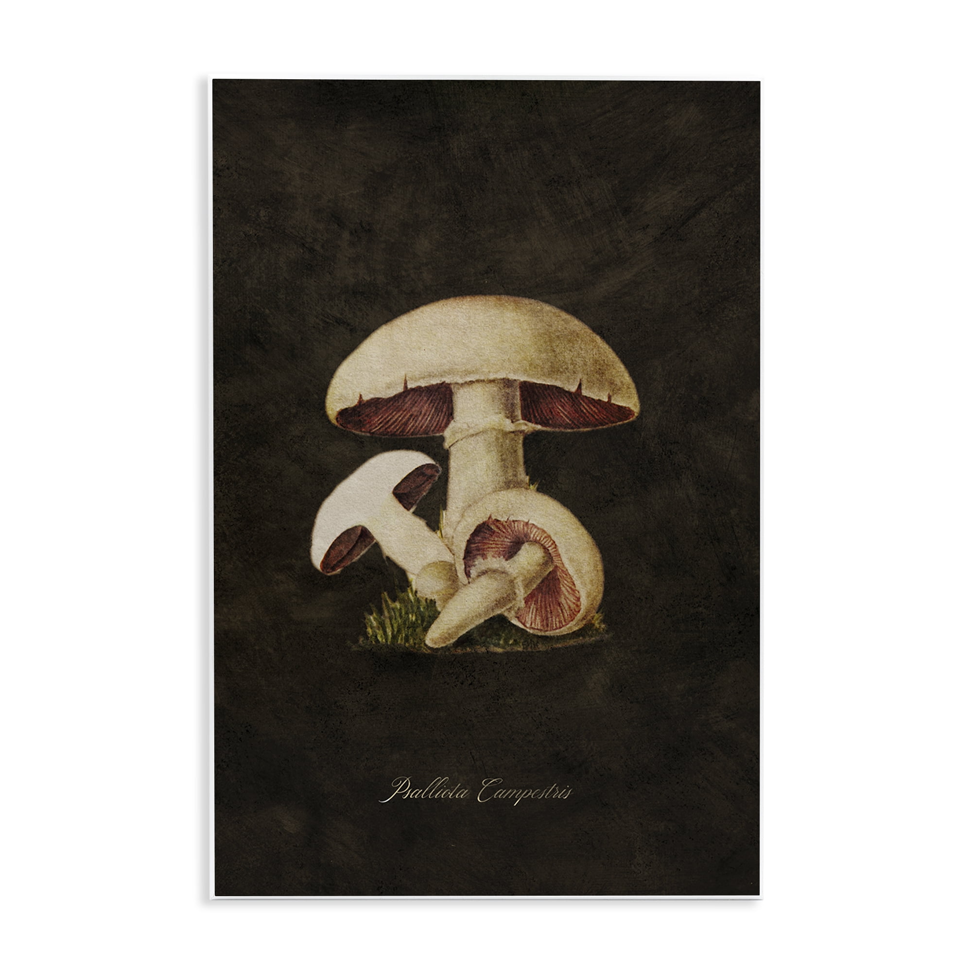 Stupell Industries Vintage Portobello Mushroom Plants & Flowers Painting Unframed Art Print Wall Art, 13 x 19