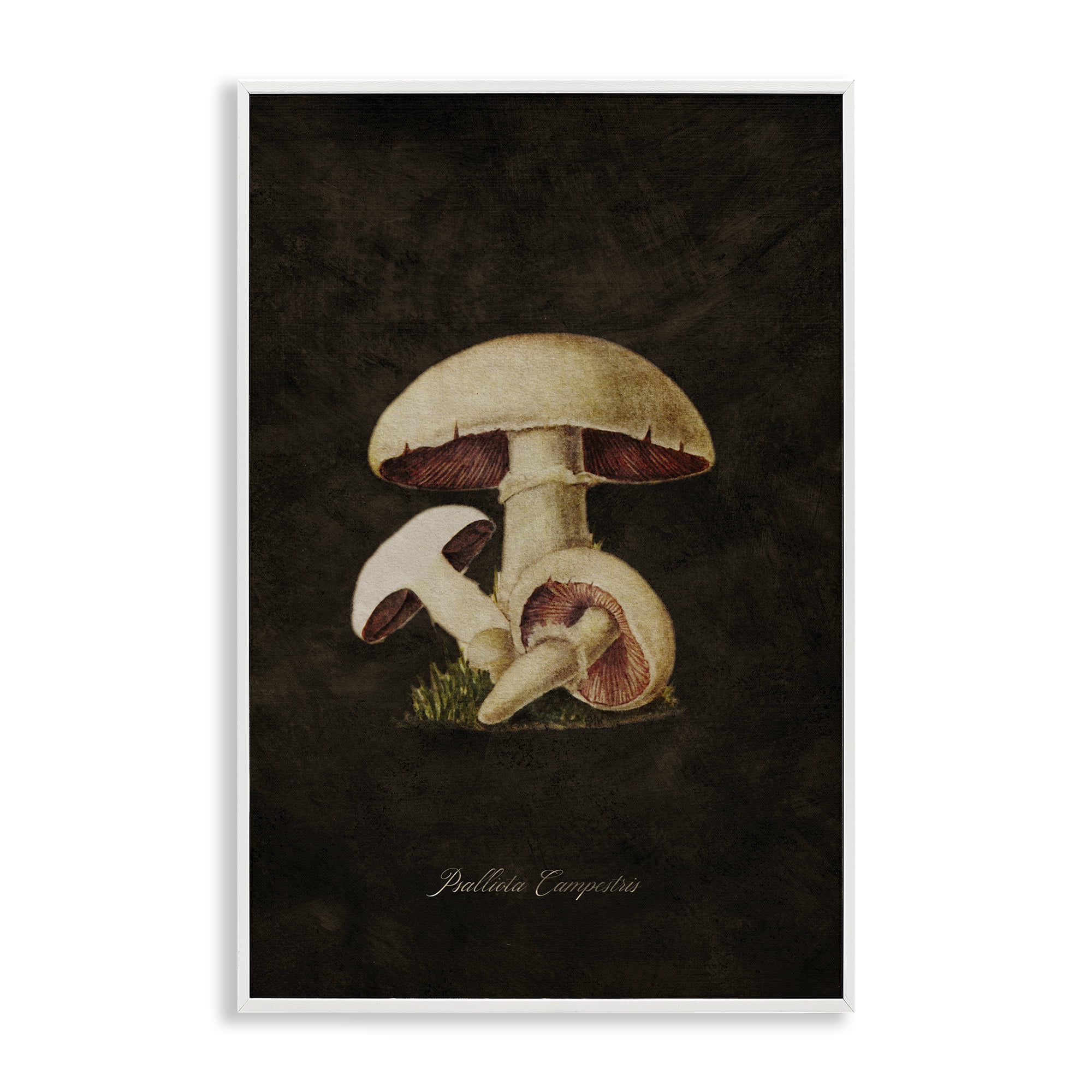 Stupell Industries Vintage Portobello Mushroom Plants & Flowers Painting White Framed Art Print Wall Art, 12 x 18