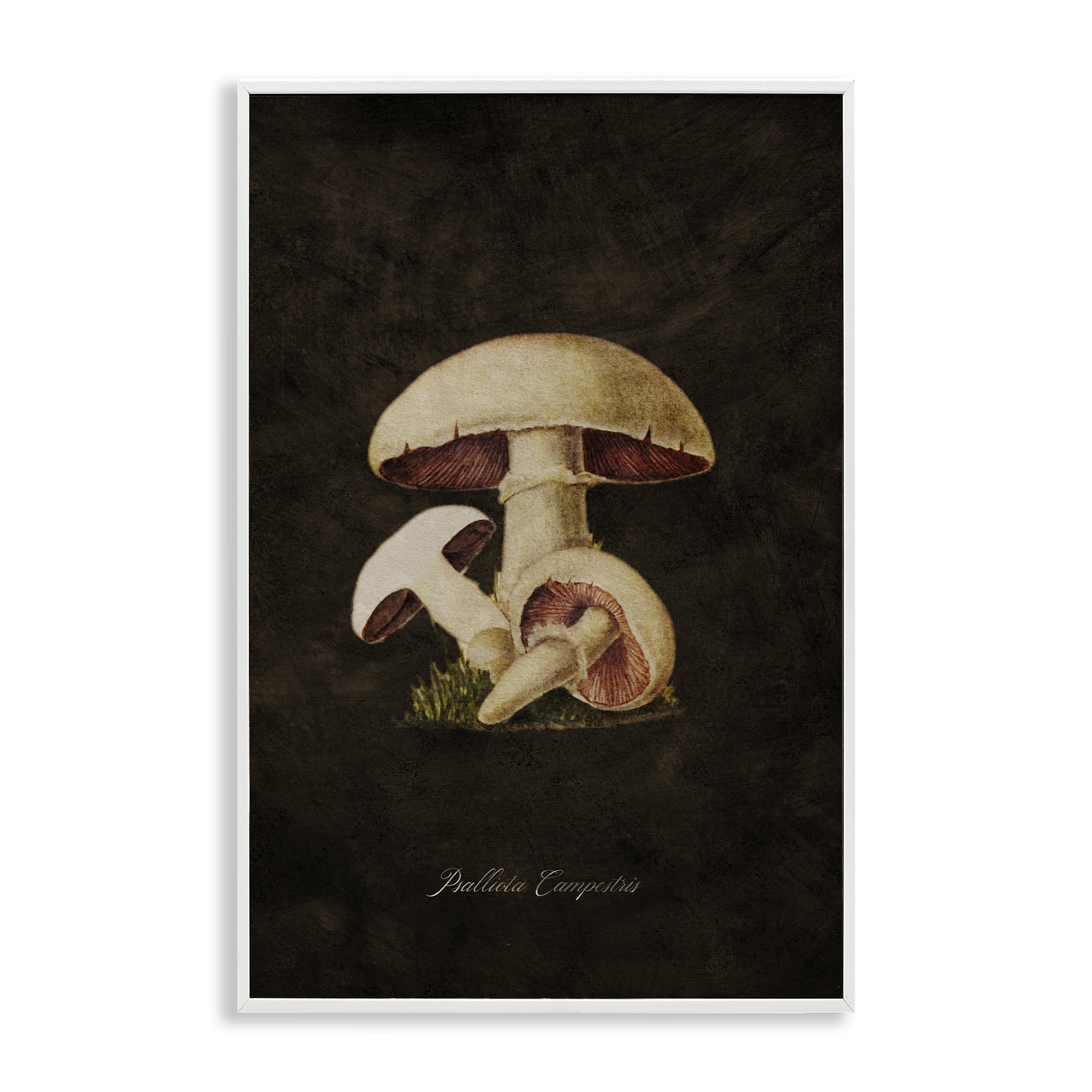 Stupell Industries Vintage Portobello Mushroom Plants & Flowers Painting White Framed Art Print Wall Art, 16 x 24