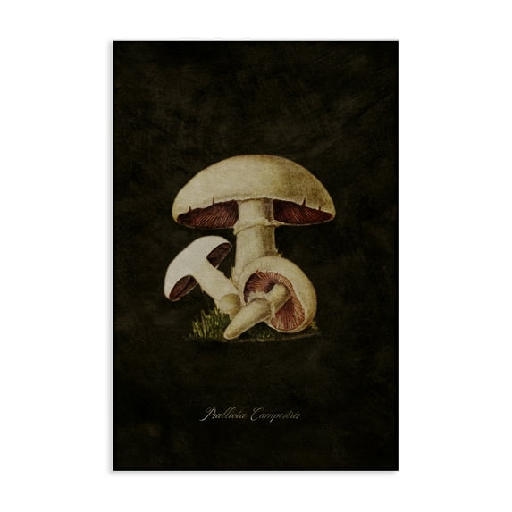Stupell Industries Vintage Portobello Mushroom Plants & Flowers Painting Wrapped Canvas Art Print Wall Art, 16 x 24