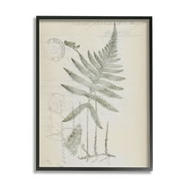Stupell Industries Vintage Post Card Fern Leaf Botanical & Floral Drawing Black Framed Art Print Wall Art