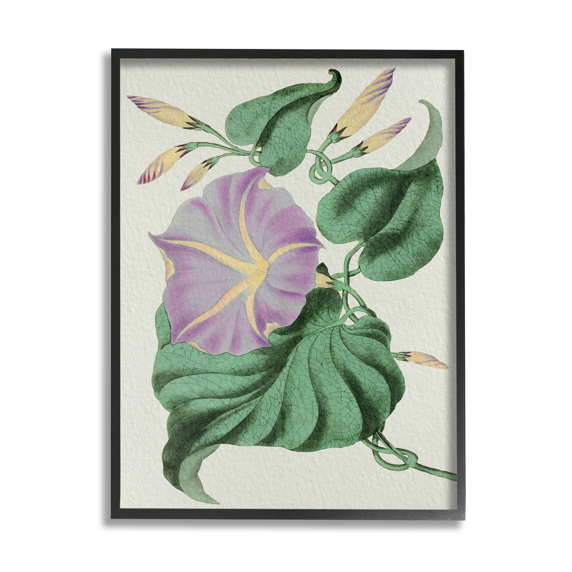Stupell Industries Vintage Purple Yellow Morning Glory Floral Study Botanical & Floral Painting Black Framed Art Print Wall Art, 24 x 30