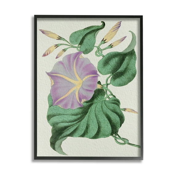 Stupell Industries Vintage Purple Yellow Morning Glory Floral Study Botanical & Floral Painting Black Framed Art Print Wall Art, 24 x 30