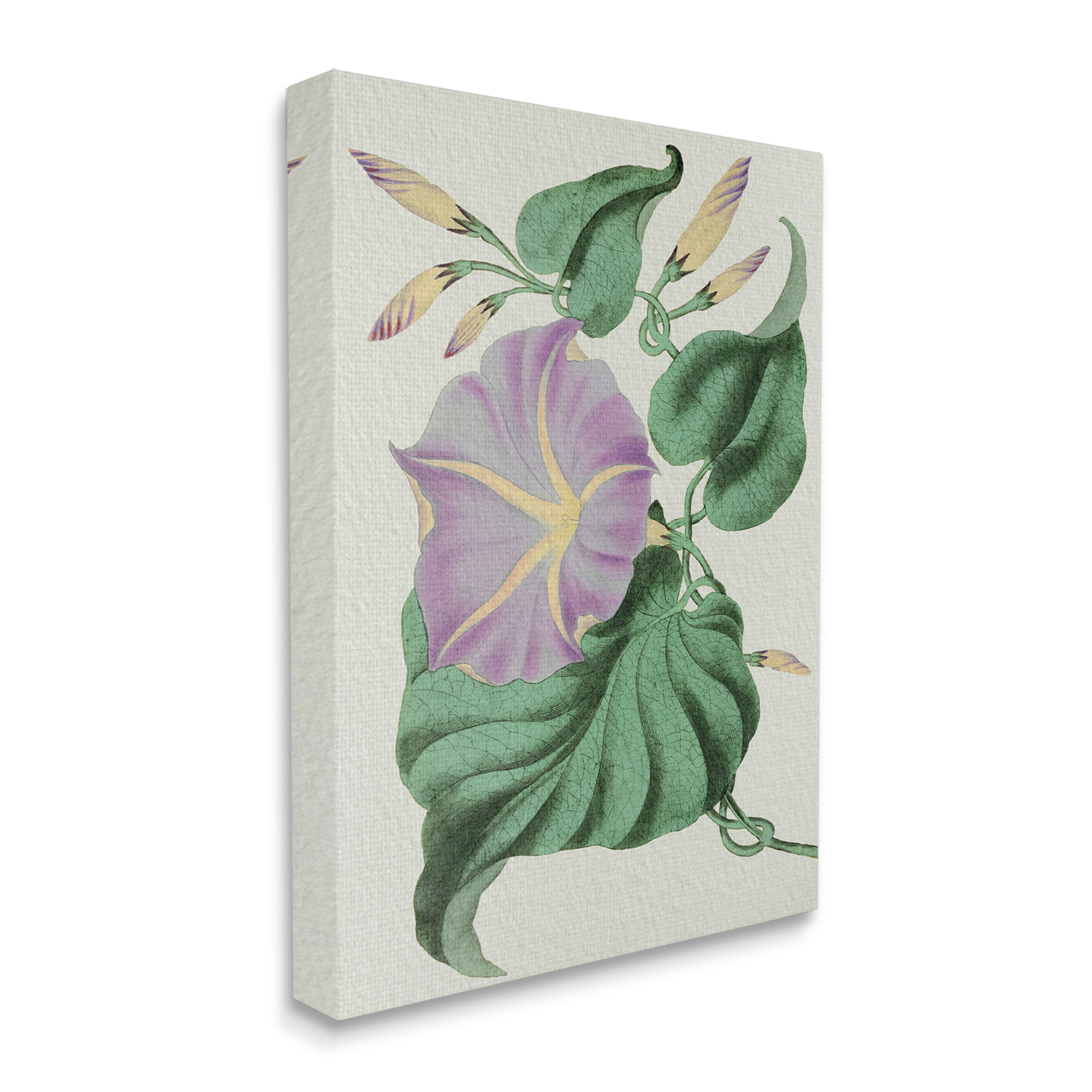 Stupell Industries Vintage Purple Yellow Morning Glory Floral Study Botanical & Floral Painting Gallery Wrapped Canvas Art Print Wall Art, 24 x 30