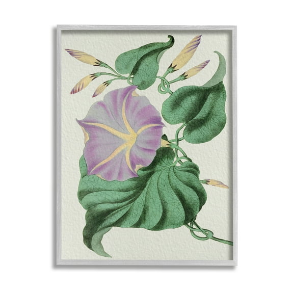 Stupell Industries Vintage Purple Yellow Morning Glory Floral Study Botanical & Floral Painting Gray Framed Art Print Wall Art, 11 x 14