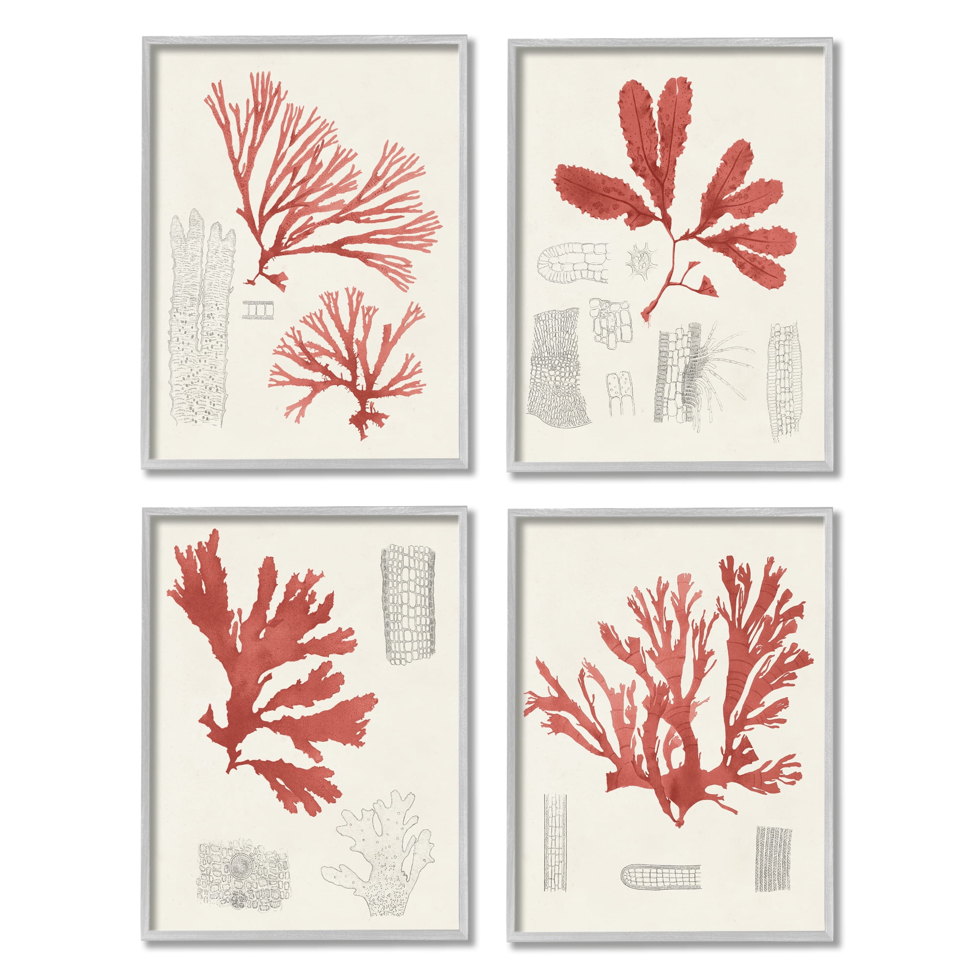 Stupell Industries Vintage Red Coral Illustrated Texture Study Marine Life, 16 x 20, Design by Unknown