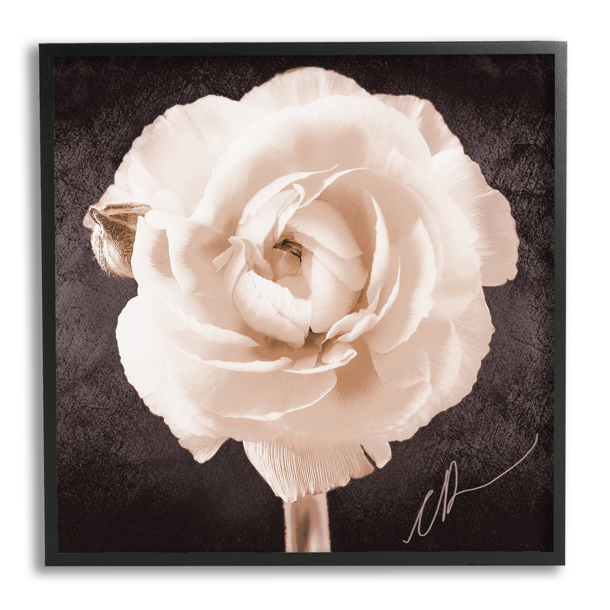 Stupell Industries Vintage Rose Bloom Botanical & Floral Painting Black Framed Art Print Wall Art, 17 x 17