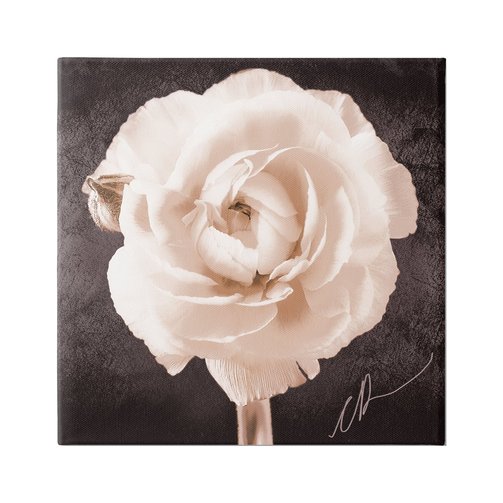 Stupell Industries Vintage Rose Bloom Botanical & Floral Painting Gallery Wrapped Canvas Art Print Wall Art, 36 x 36