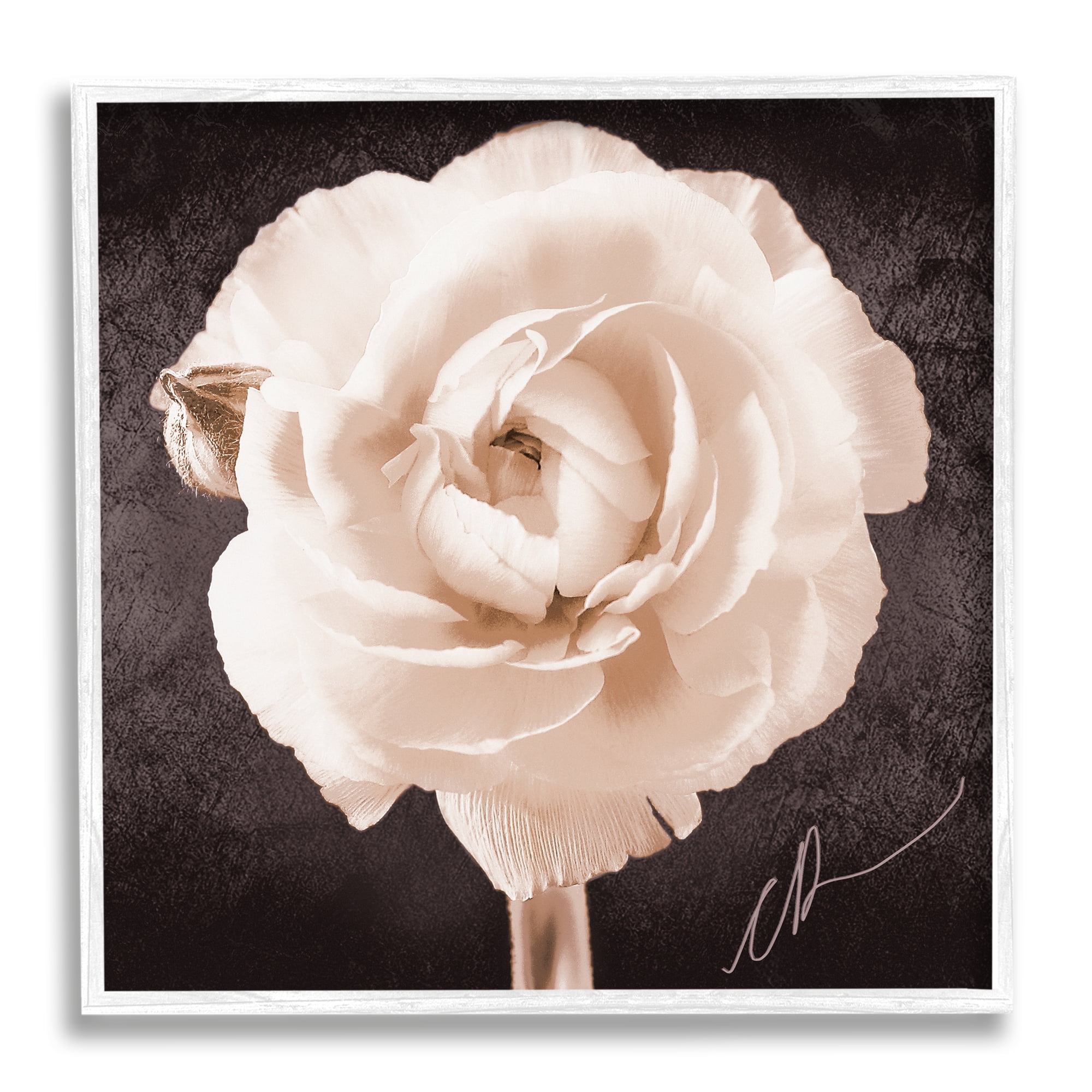 Stupell Industries Vintage Rose Bloom Botanical & Floral Painting White Framed Art Print Wall Art, 17 x 17