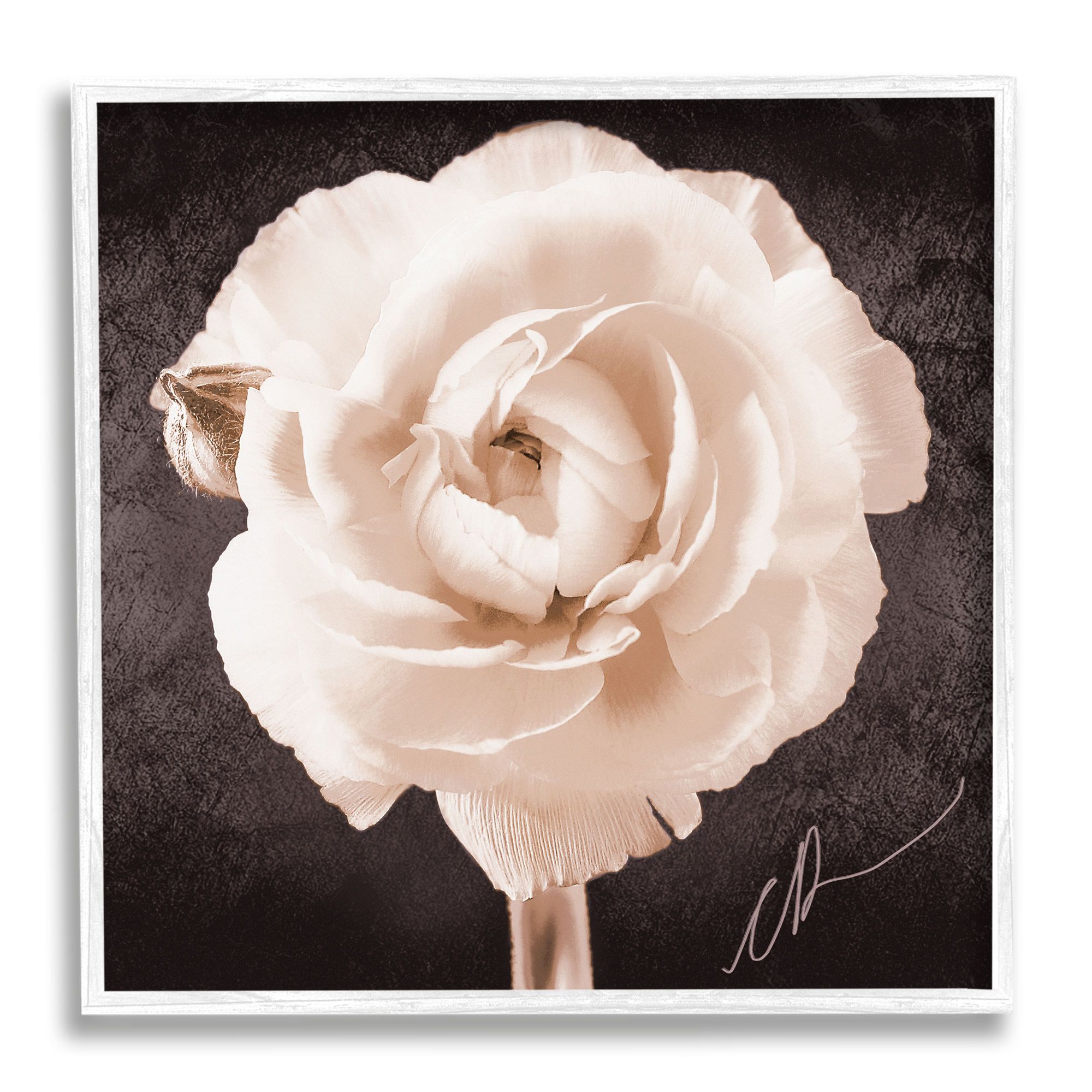 Stupell Industries Vintage Rose Bloom Botanical & Floral Painting White Framed Art Print Wall Art, 24 x 24