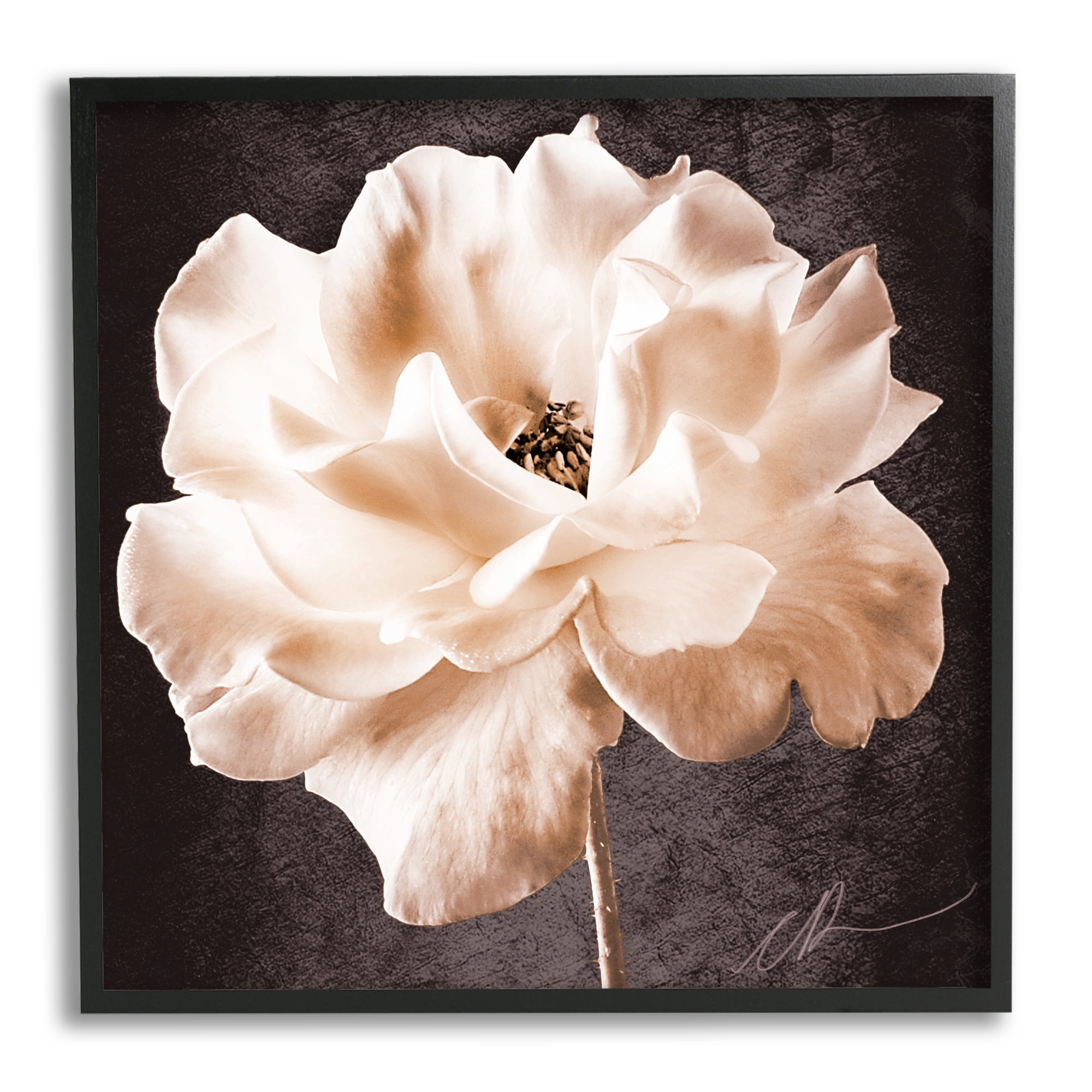 Stupell Industries Vintage Rose Photography Botanical & Floral Painting Black Framed Art Print Wall Art, 12 x 12