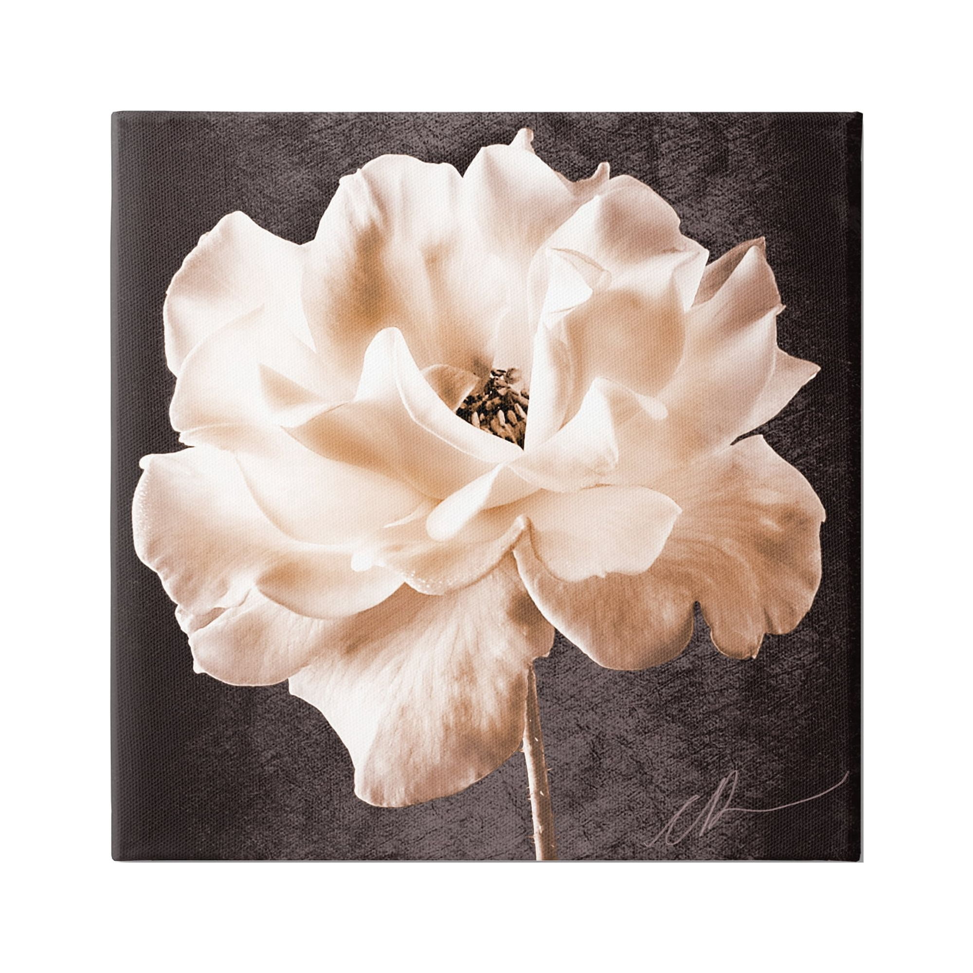 Stupell Industries Vintage Rose Photography Botanical & Floral Painting Gallery Wrapped Canvas Art Print Wall Art, 24 x 24