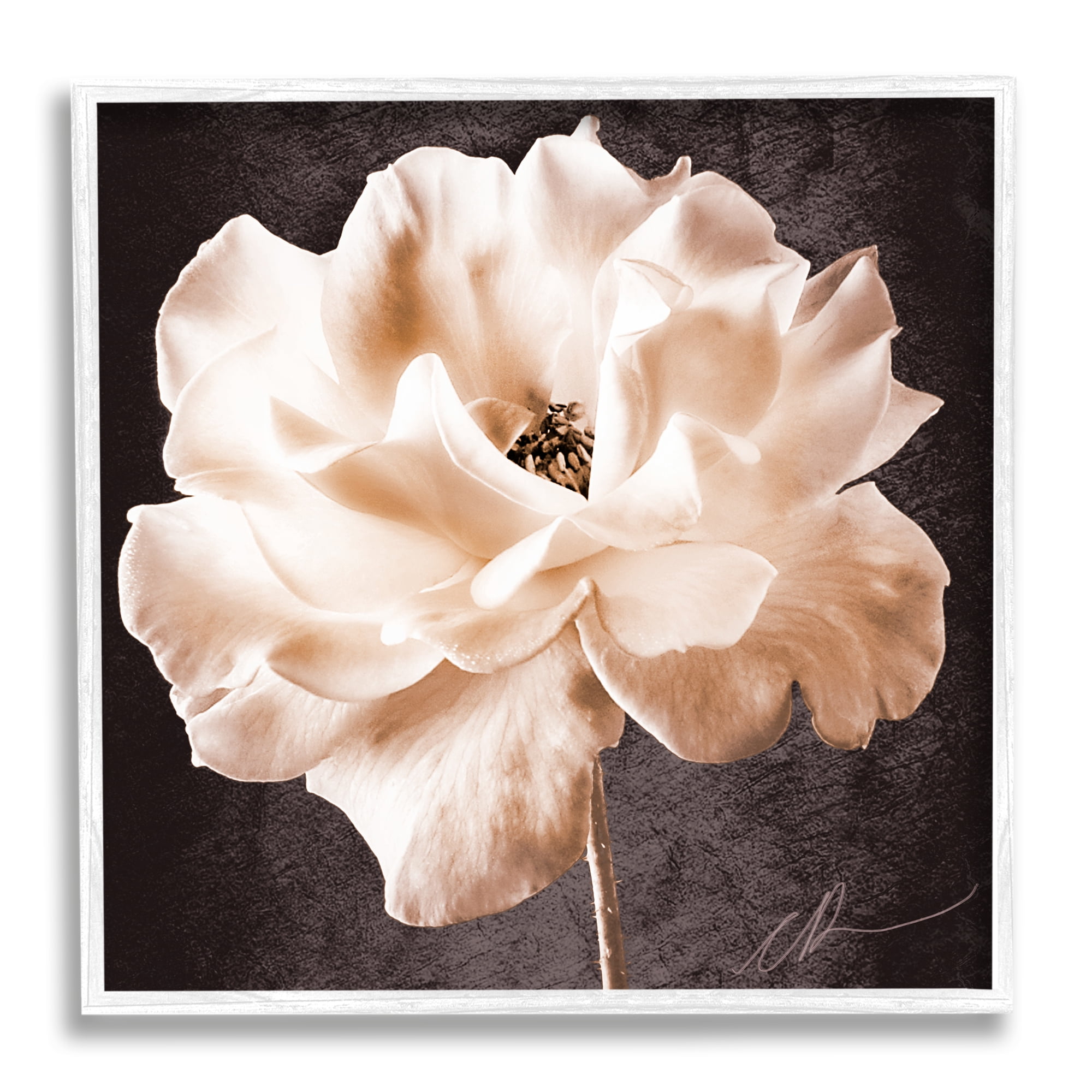 Stupell Industries Vintage Rose Photography Botanical & Floral Painting White Framed Art Print Wall Art, 24 x 24