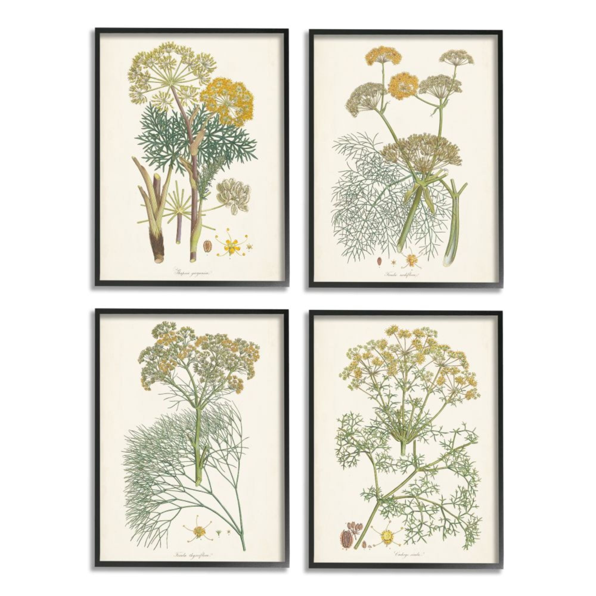 Vintage Botanical Herb Prints on Canvas with Black Frame, 11" x 14"