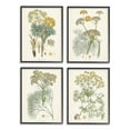 thumbnail image 1 of Stupell Industries Vintage Saffron Study with Floral Herbs Design by Unknown Artist, 4 Piece, 16" x 20", Black Framed, 1 of 8