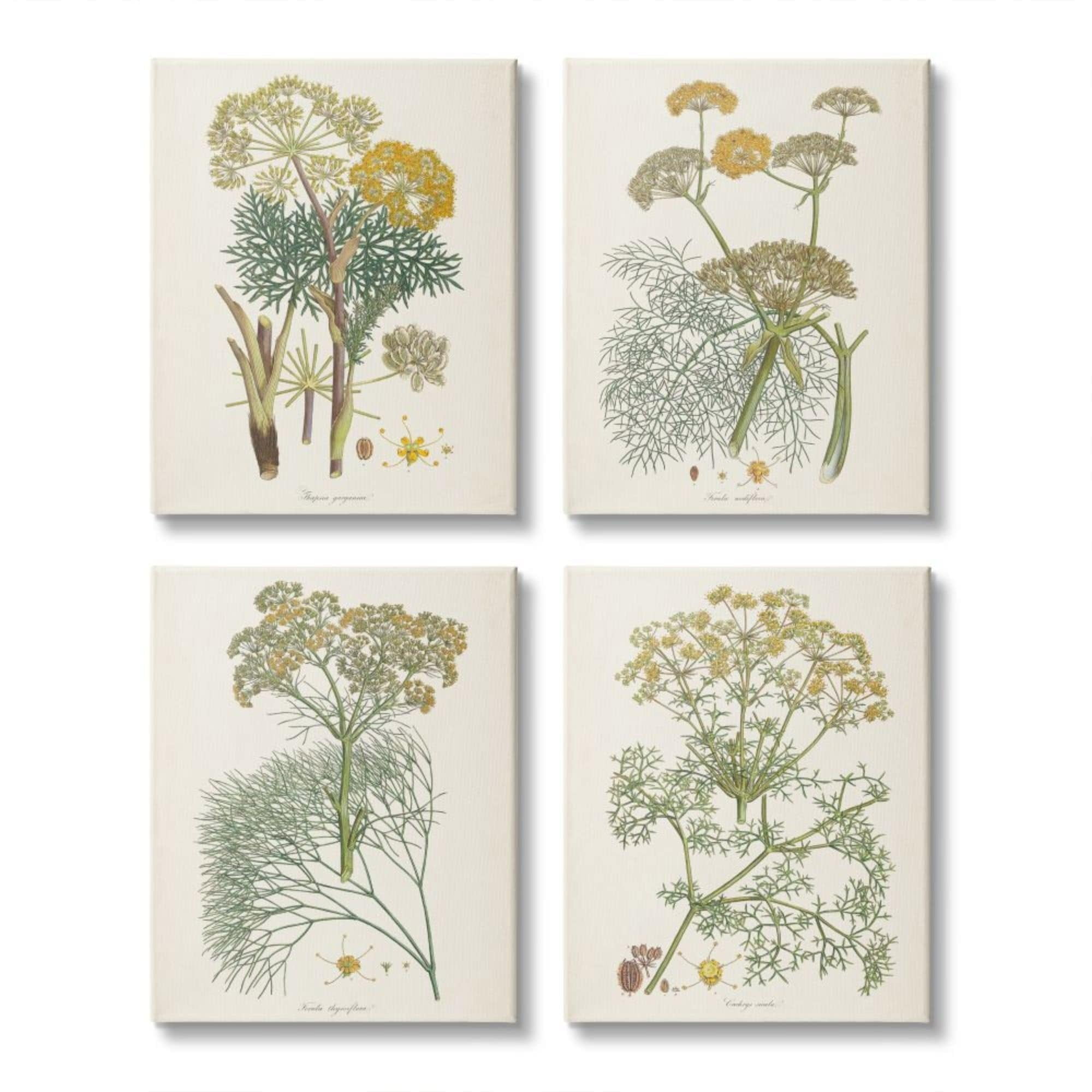 Stupell Industries Vintage Saffron Study with Floral Herbs Design by Unknown Artist, 4 Piece, 16" x 20"