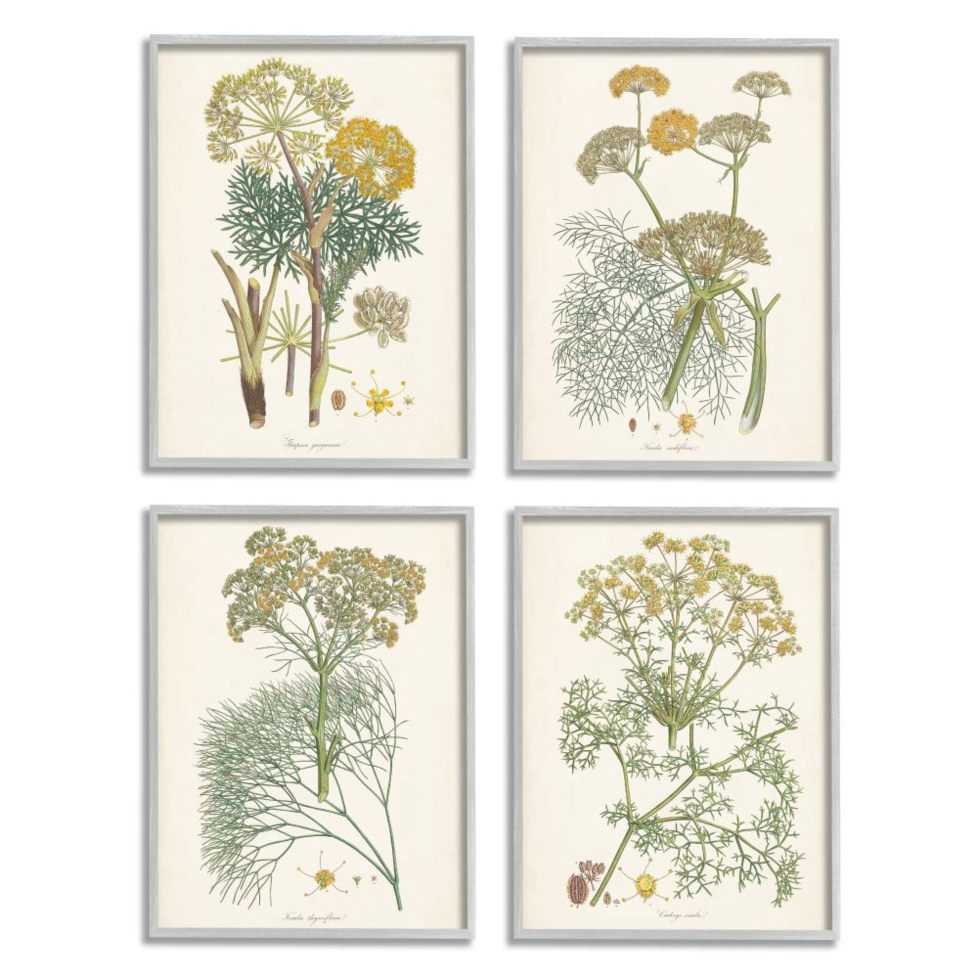 Stupell Industries Vintage Saffron Study with Floral Herbs Design by Unknown Artist