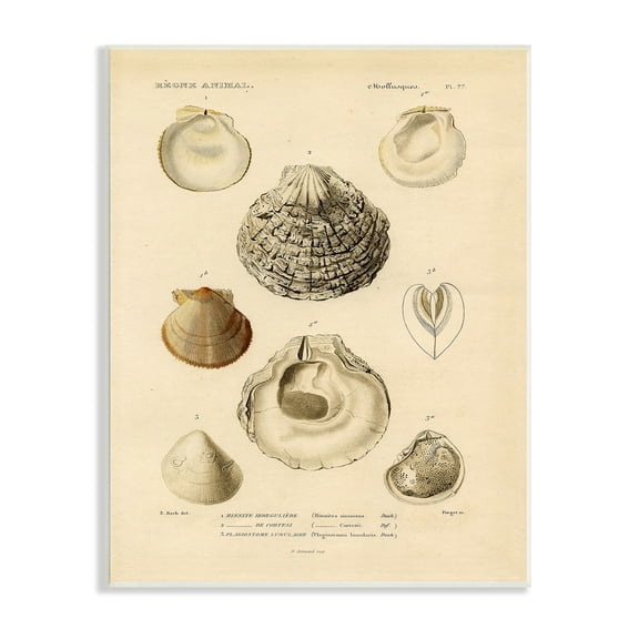 Stupell Industries Vintage Sea Shell Latin Study Marine Chart, 13 x 19, Designed by Daphne Polselli