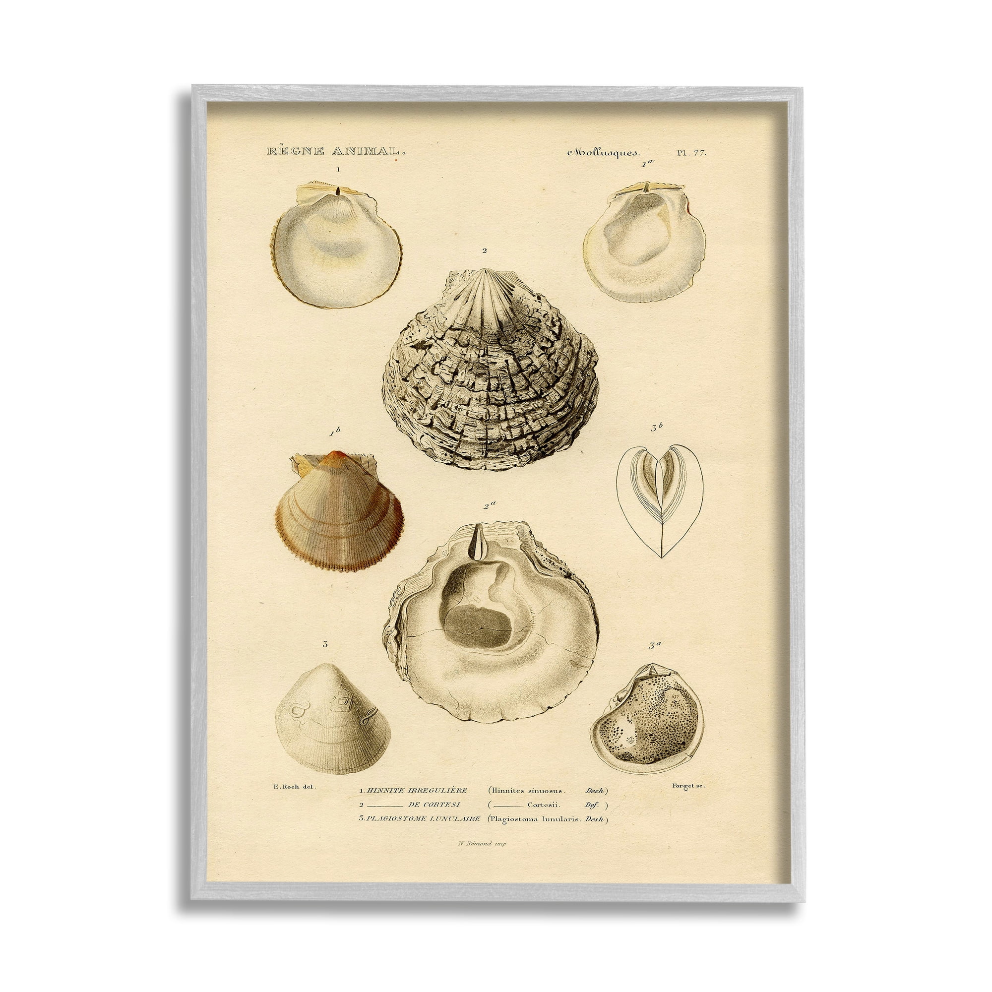 Stupell Industries Vintage Sea Shell Latin Study Marine Chart, 24 x 30, Designed by Daphne Polselli