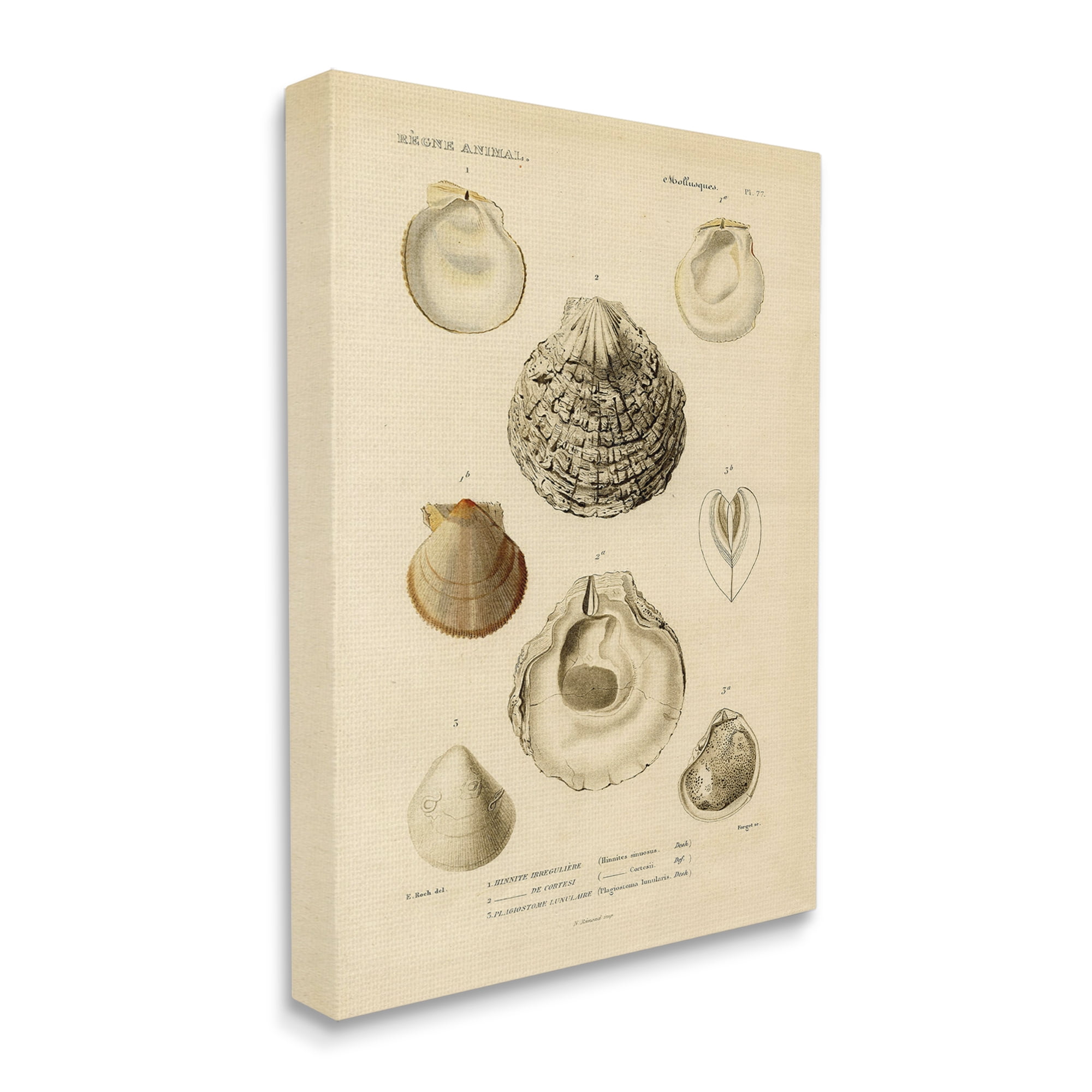 Stupell Industries Vintage Sea Shell Latin Study Marine Chart, 30 x 40, Designed by Daphne Polselli