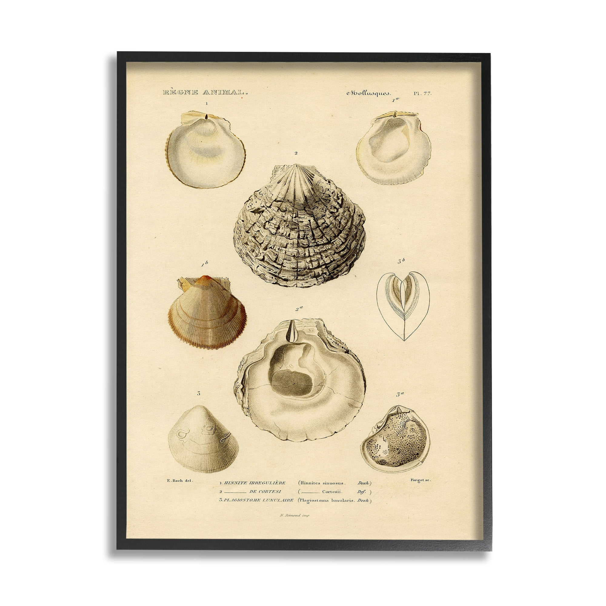 Stupell Industries Vintage Sea Shell Latin Study Marine Chart Graphic Art Black Framed Art Print Wall Art, 11x14, by Daphne Polselli