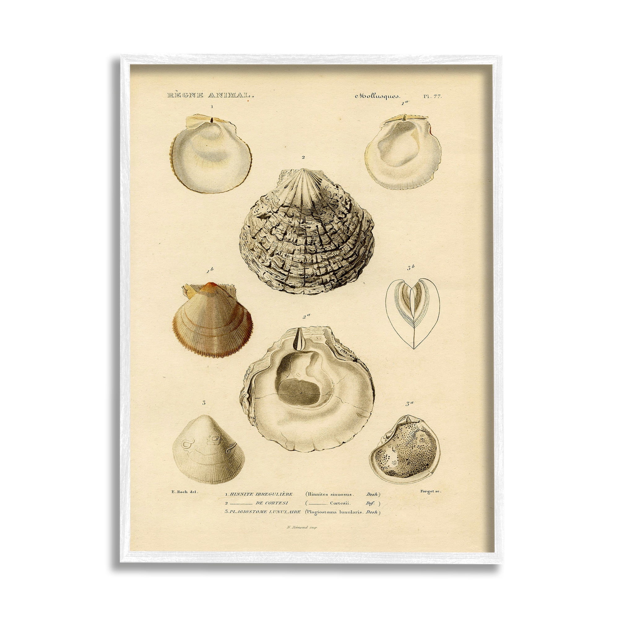 Stupell Industries Vintage Sea Shell Latin Study Marine Chart Graphic Art White Framed Art Print Wall Art, 11x14, by Daphne Polselli