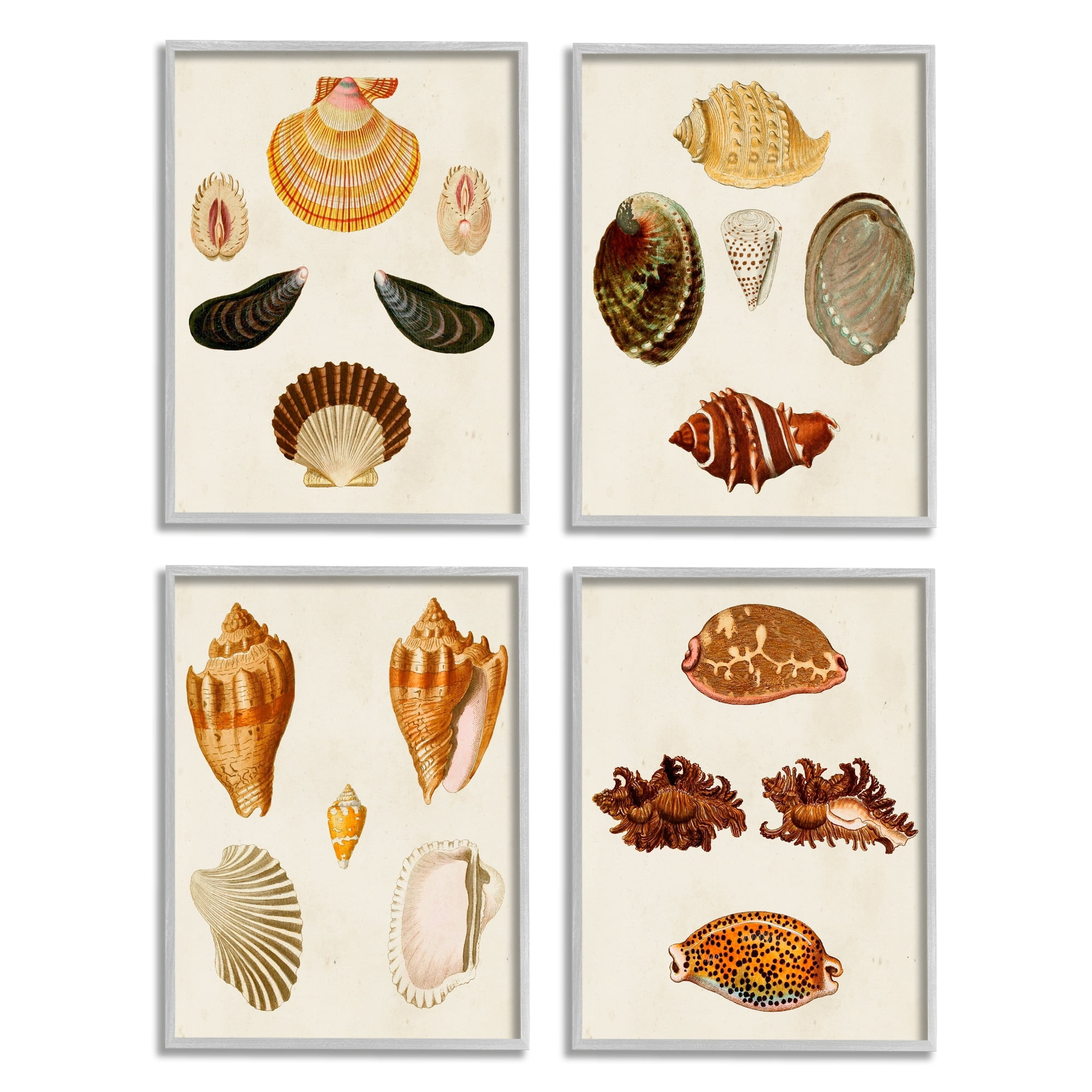 Stupell Industries Vintage Seashell Study Intricate Shell Patterns Gray Framed by G.W. Knorr