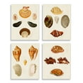 thumbnail image 1 of Stupell Industries Vintage Seashell Study Intricate Shell Patterns Wall Plaque by G.W. Knorr, 1 of 5