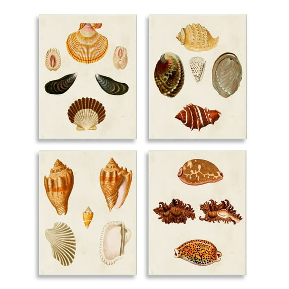 Stupell Industries Vintage Seashell Study Intricate Shell Patterns Wall Plaque by G.W. Knorr