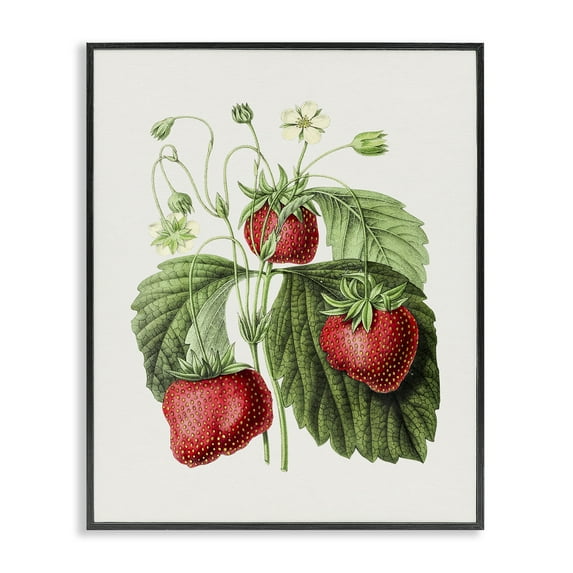 Stupell Industries Vintage Strawberries Study Food & Beverage Painting Black Framed Art Print Wall Art, 11 x 14