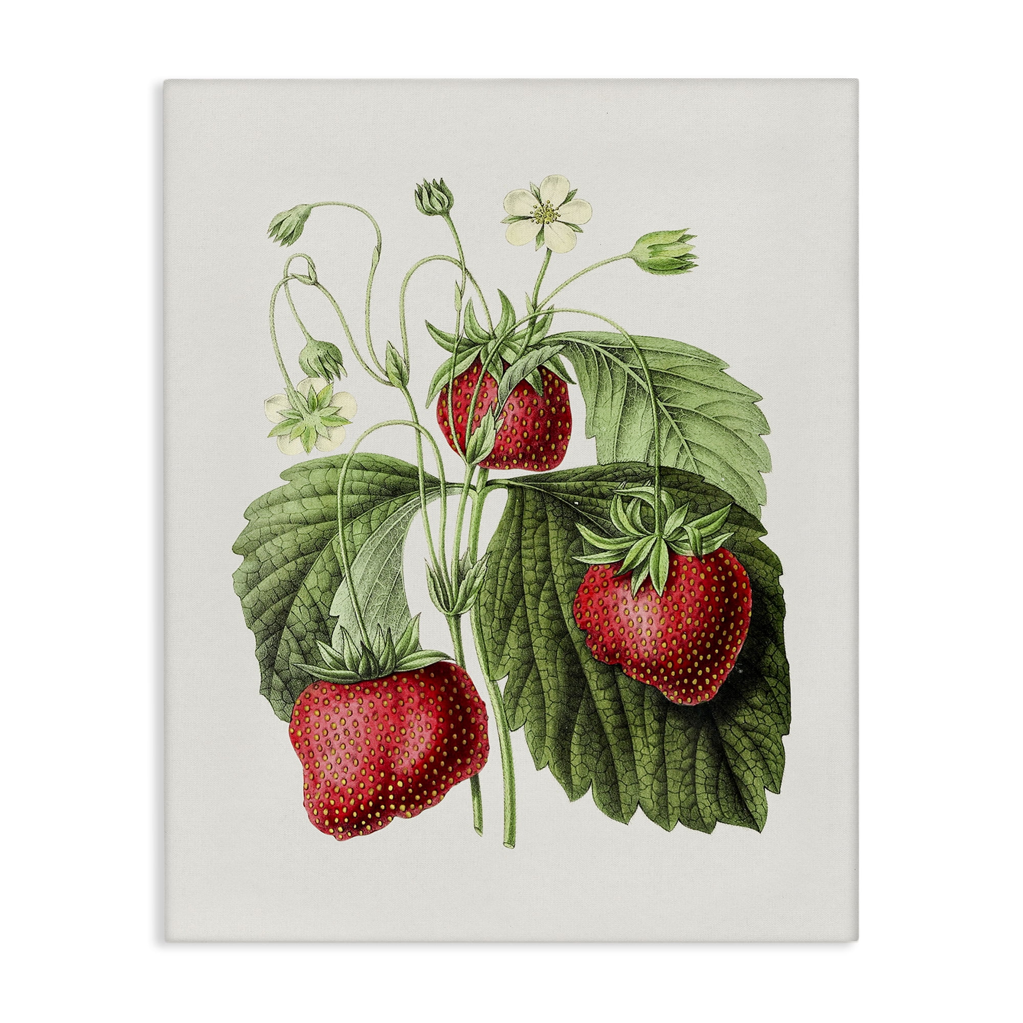 Stupell Industries Vintage Strawberries Study Food & Beverage Painting Gallery Wrapped Canvas Art Print Wall Art, 36 x 48