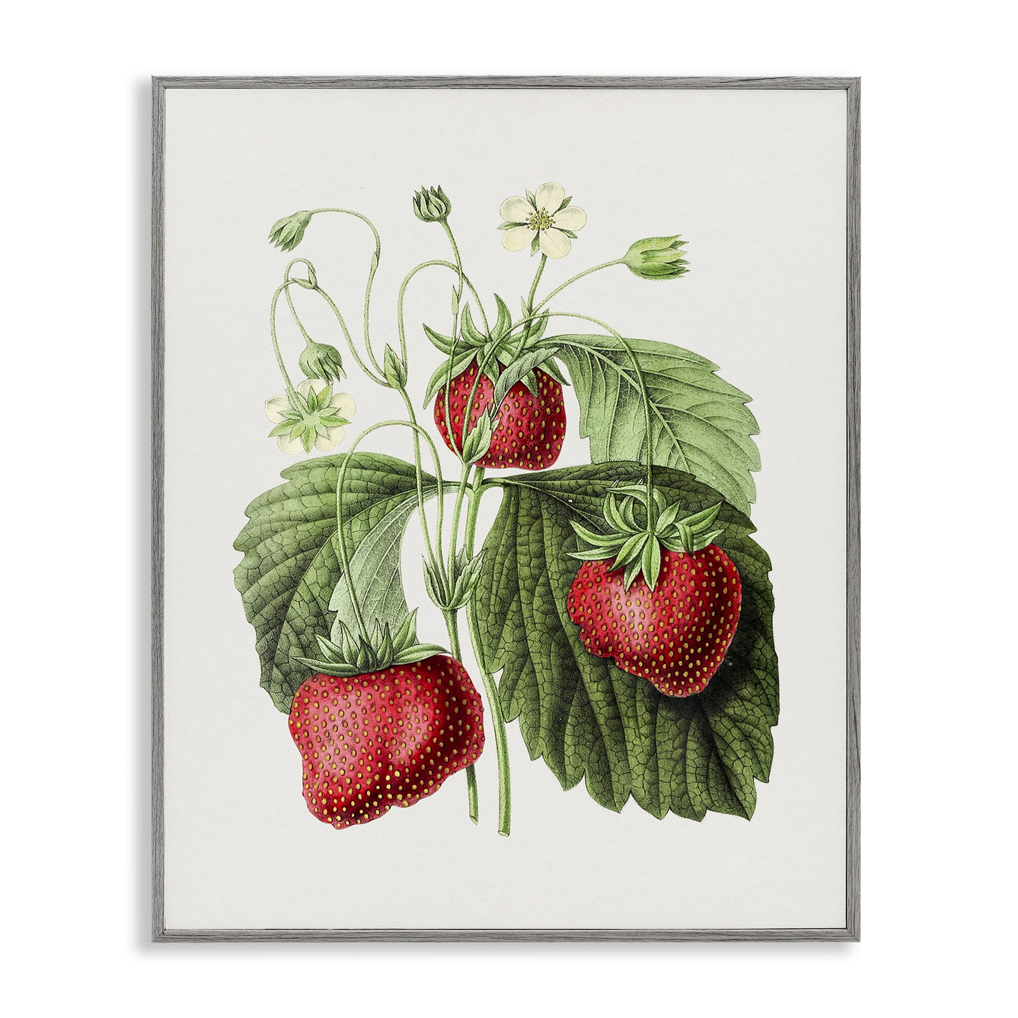 Stupell Industries Vintage Strawberries Study Food & Beverage Painting Gray Framed Art Print Wall Art, 11 x 14