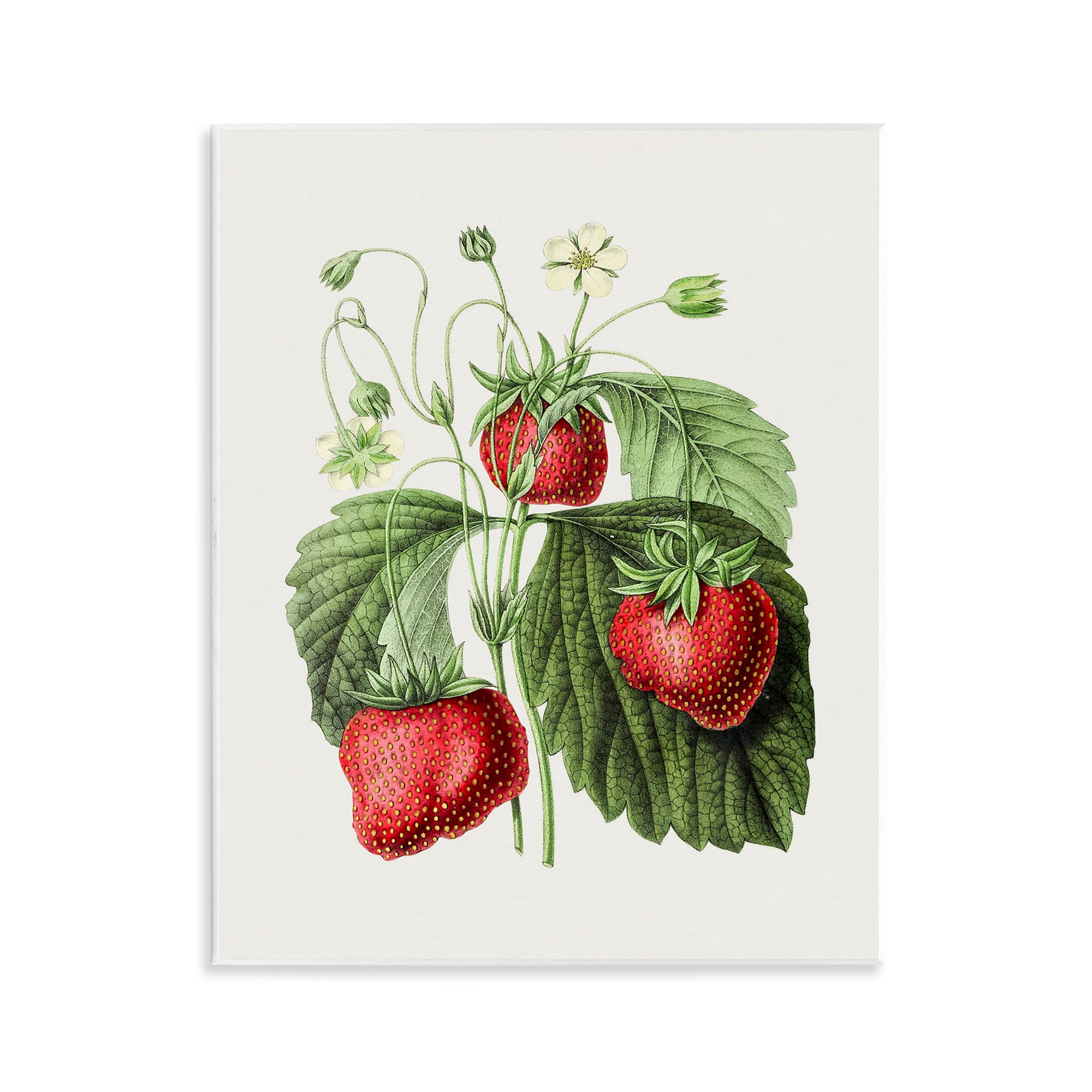 Stupell Industries Vintage Strawberries Study Food & Beverage Painting Unframed Art Print Wall Art, 11 x 14