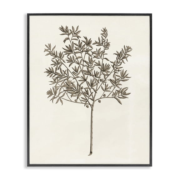 Stupell Industries Vintage Study of Olive Tree Floral Painting Black Framed Art Print Wall Art, 11 x 14