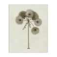 thumbnail image 1 of Stupell Industries Vintage Study of Palm Tree Floral Painting Wrapped Canvas Canvas Art Print Wall Art, 16 x 20, 1 of 7