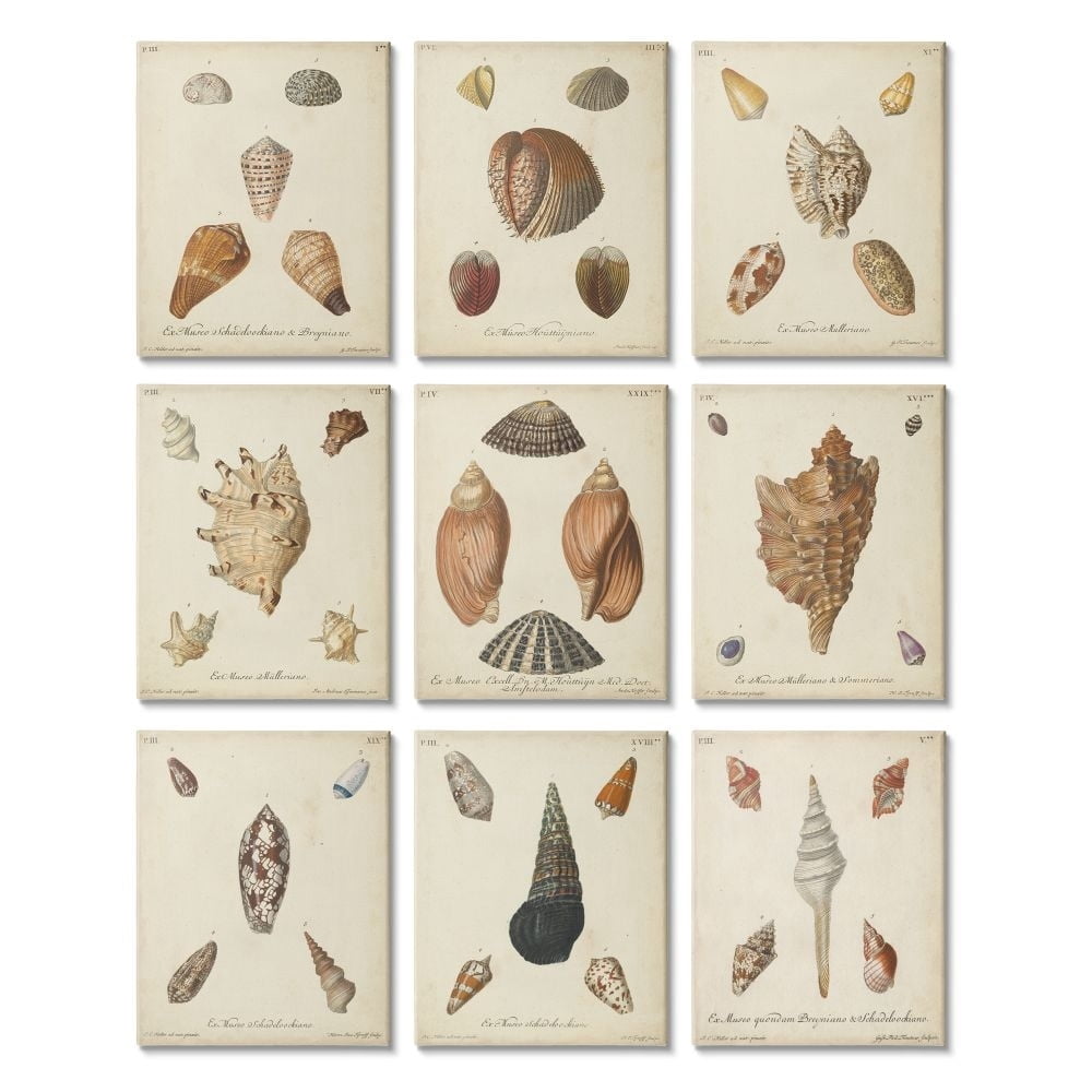 Stupell Industries Vintage Study of Various Sea Shells Nautical Illustration Designed by G.W. Knorr