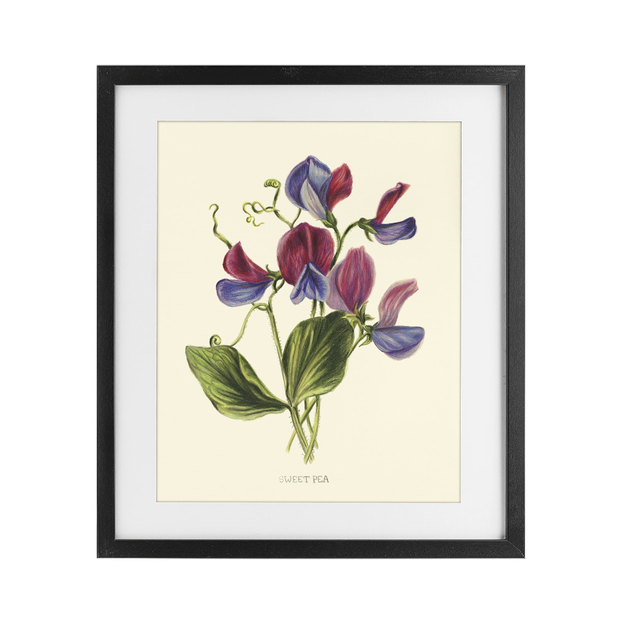 Stupell Industries Vintage Sweet Pea Blossoms Black Framed Print Under Glass, design by Connie Resch