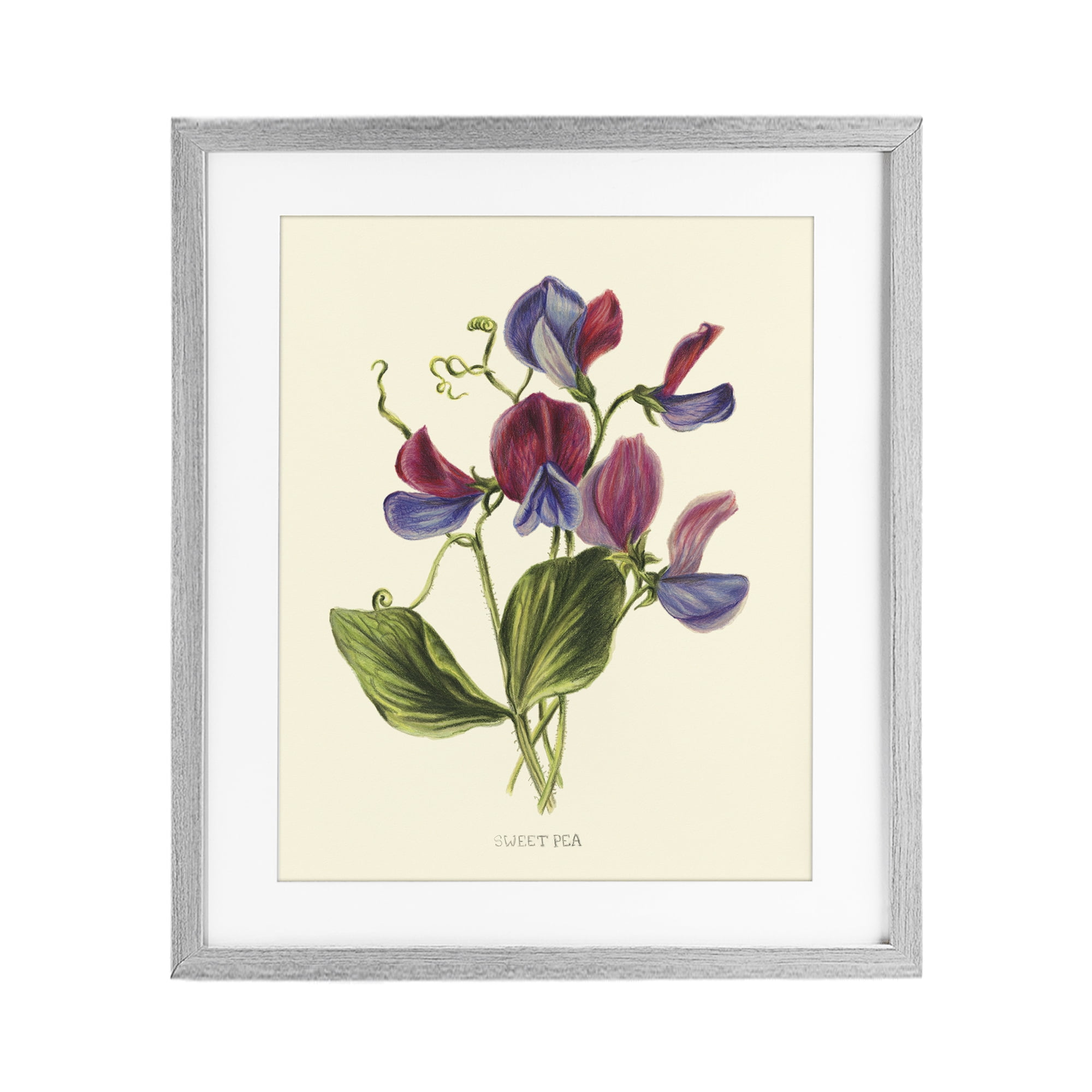 Stupell Industries Vintage Sweet Pea Blossoms Gray Framed Print Under Glass, design by Connie Resch