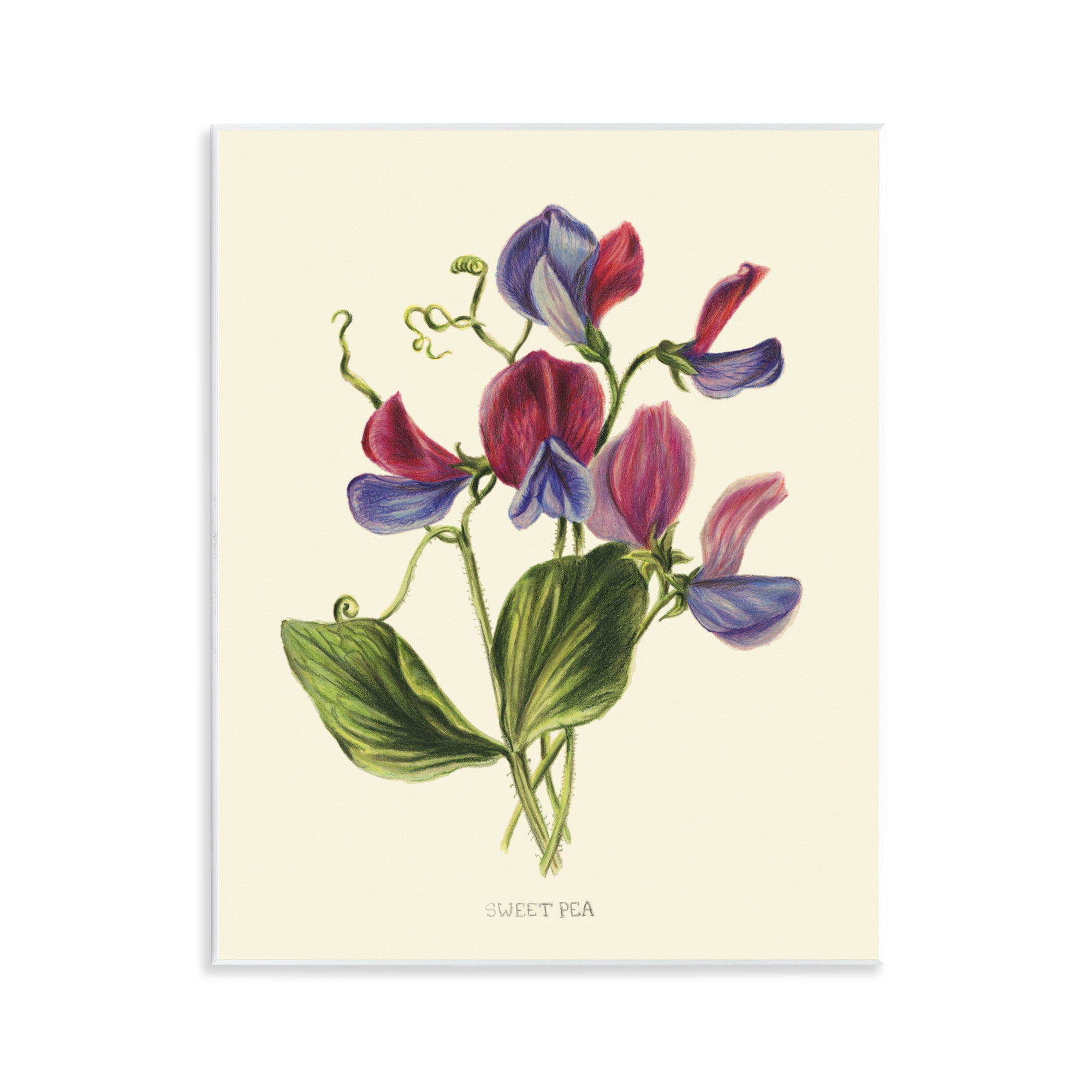 Stupell Industries Vintage Sweet Pea Blossoms Wall Plaque Art, design by Connie Resch