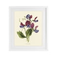 thumbnail image 1 of Stupell Industries Shabby Chic Vintage Sweet Pea Blossoms White Framed Print Under Glass, 17 x 21, by Connie Resch, 1 of 8