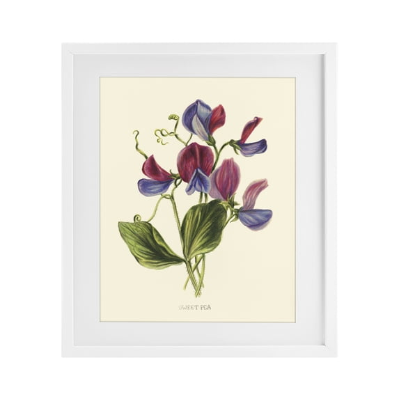 Stupell Industries Shabby Chic Vintage Sweet Pea Blossoms White Framed Print Under Glass, 17 x 21, by Connie Resch