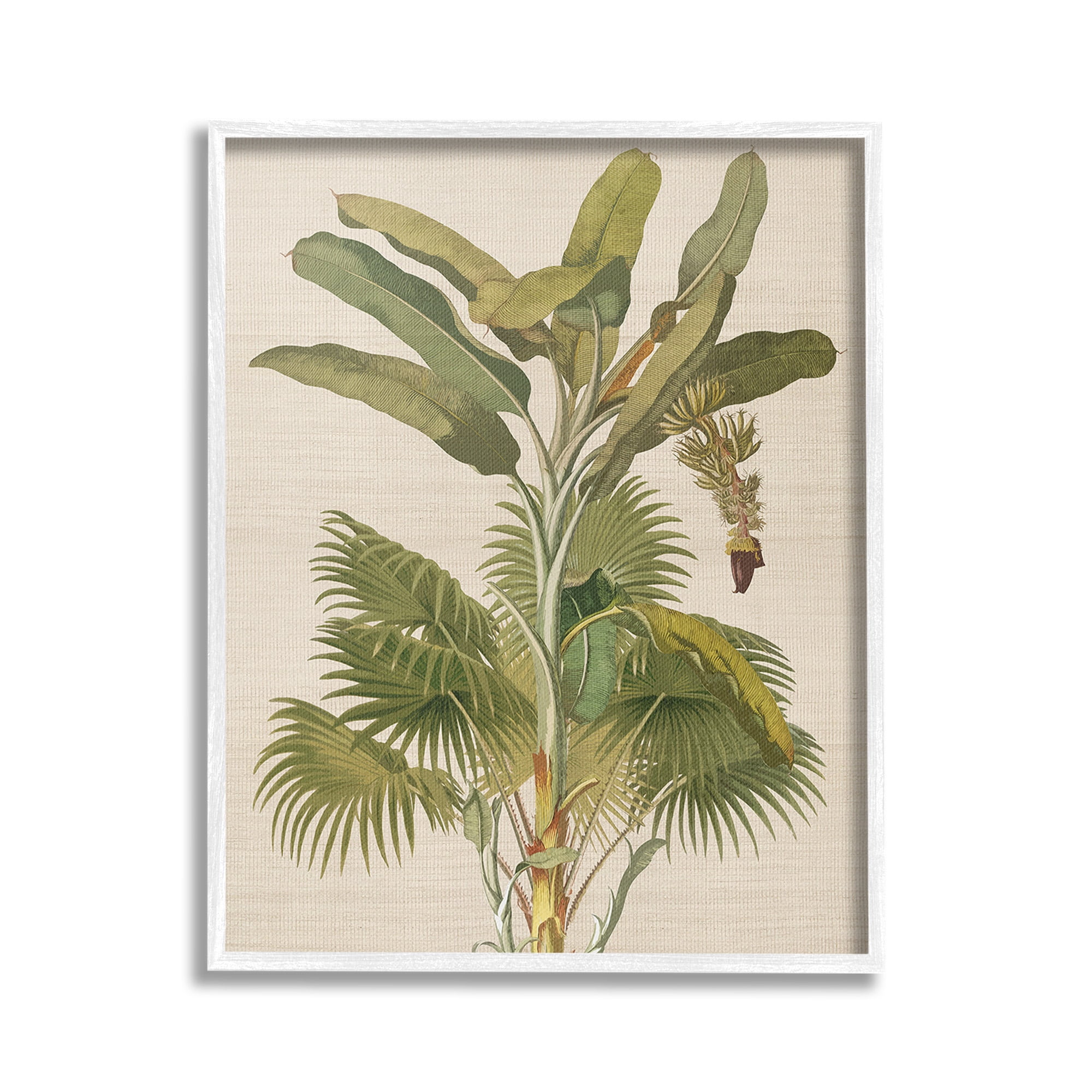 Stupell Industries Vintage Tropical Plant Botanical & Floral Painting White Framed Art Print Wall Art, 16 x 20