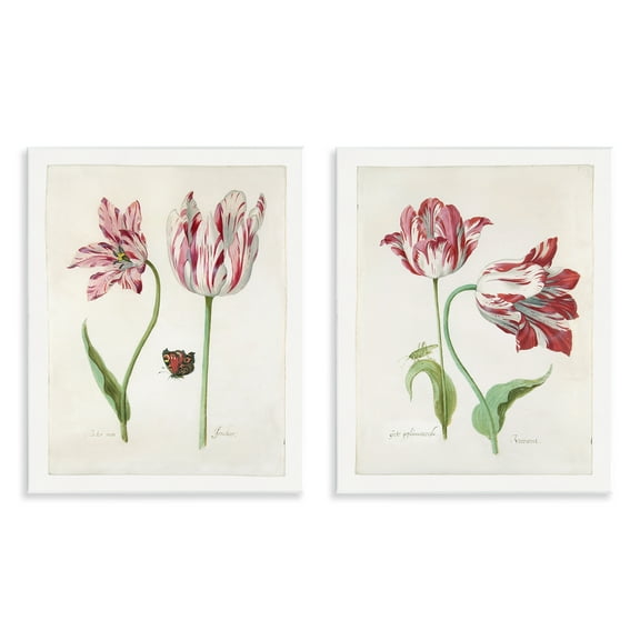 Stupell Industries Vintage Tulip & Insect Studies Floral & Botanical Painting Unframed Art Print Wall Art, 11 x 14, Set of 2